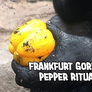 ️Gorilla Xetsa’s Unusual Pepper Ritual and a Fussy Silverback