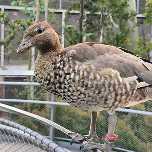 Maned Duck (Chenonetta jubata)