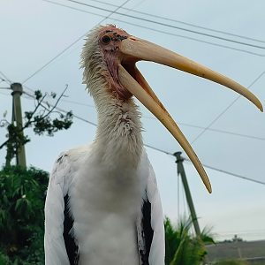 Milky Stork (Mycteria cinerea)