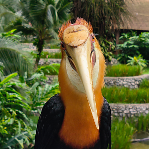 Papuan Hornbill (Rhyticeros plicatus)