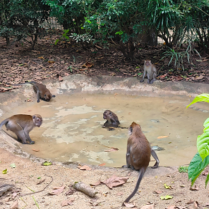 Wild Long-Tailed Macaques (Macaca fascicularis)