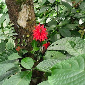 Wild Crimson Sunbird (Aethopyga siparaja)