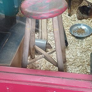 Small Indian Mongoose