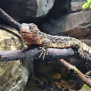 Crocodile Lizard