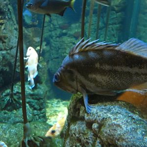 ID? - New York Aquarium