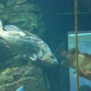 ID? - New York Aquarium