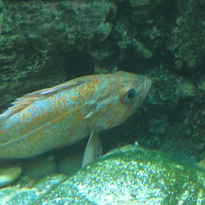 ID? - New York Aquarium