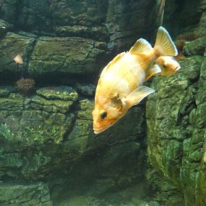 ID? - New York Aquarium