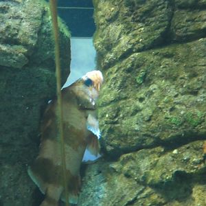 ID? - New York Aquarium