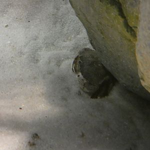 ID? - New York Aquarium