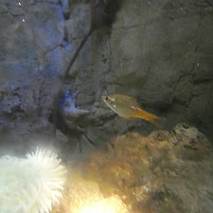 ID? - New York Aquarium