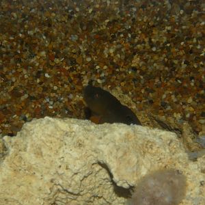 ID? - New York Aquarium