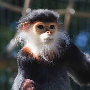 Red-shanked douc langur