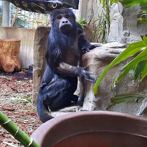 Black Howler Monkey
