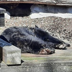 American Black Bear