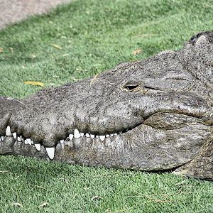 American Crocodile (Crocodylus acutus)