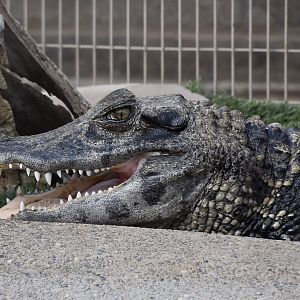 Black Caiman (Melanosuchus niger)