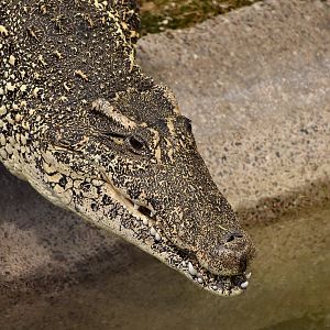 Cuban Crocodile (Crocodylus rhombifer)
