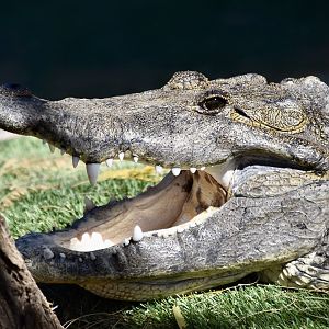 Morelet's Crocodile (Crocodylus moreletii)