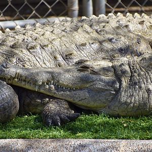 Orinoco Crocodile (Crocodylus intermedius)