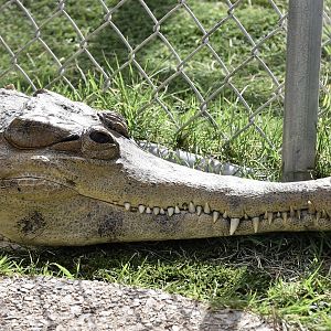 West African Slender-Snouted Crocodile (Mecistops cataphractus)