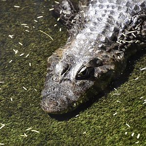 Yacare Caiman (Caiman yacare)