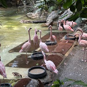 Lesser Flamingos - Minnesota Zoo, 3/13/25