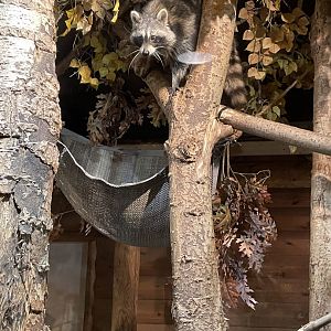 Raccoon - Minnesota Zoo, 3/13/25