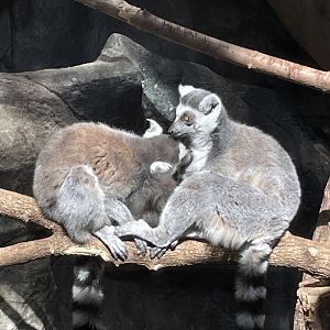 Ring-Tailed Lemurs - Minnesota Zoo, 3/13/25