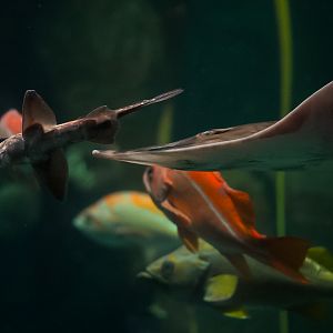 Big Skate and Spotted Ratfish