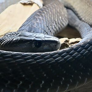 Black Mamba (Dendroaspis polylepis)