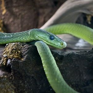 Eastern Green Mamba (Dendroaspis angusticeps)