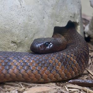 Collett's Snake (Pseudechis colletti)