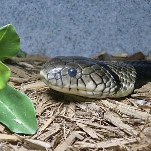 Banded Water Cobra (Naja annulata)