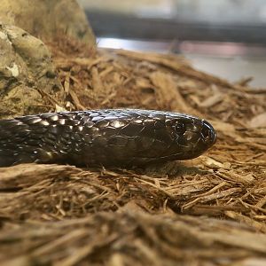 Black-Necked Spitting Cobra (Naja nigricollis)