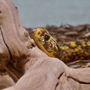Cape Cobra (Naja nivea)