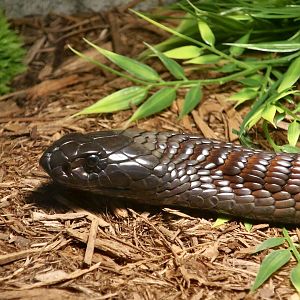 Egyptian Cobra (Naja haje)