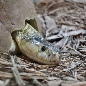 Equatorial Spitting Cobra (Naja sumatrana)