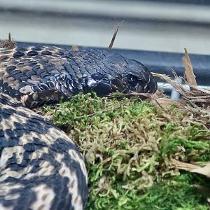 Rinkhals (Hemachatus haemachatus)