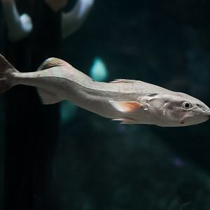 Sablefish (with scoliosis)