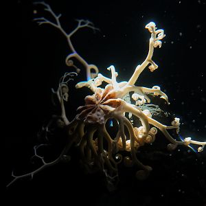 Basket Star
