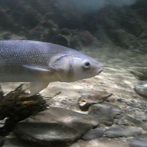 ID? - Blue Reef Aquarium Newquay