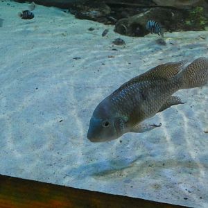 ID? - Blue Reef Aquarium Newquay