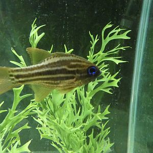 ID? - Blue Reef Aquarium Newquay