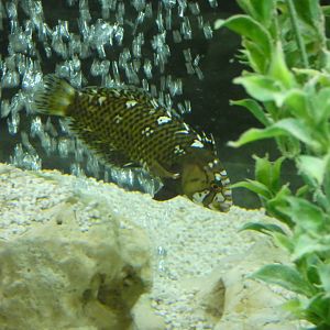 ID? - Blue Reef Aquarium Newquay