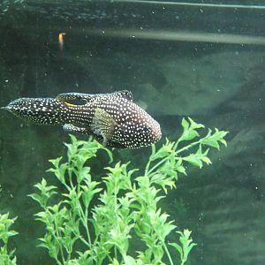 ID? - Blue Reef Aquarium Newquay