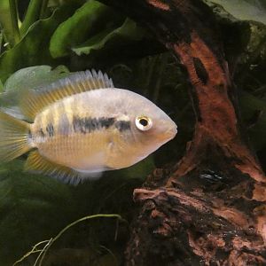 ID? - Tropiquaria Zoo