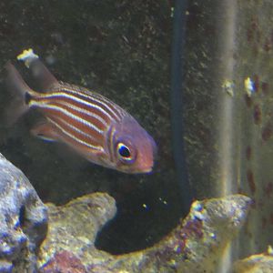 ID? - Tropiquaria Zoo