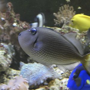 ID? - Tropiquaria Zoo