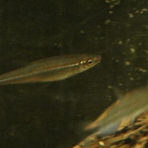 ID? - Tropiquaria Zoo